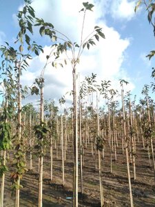 Prunus 'Accolade' 6-8 Hoogstam wortelgoed - afbeelding 1