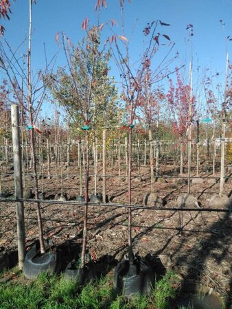 Prunus a. 'Plena' 10-12 Hoogstam BAG 3 X verplant