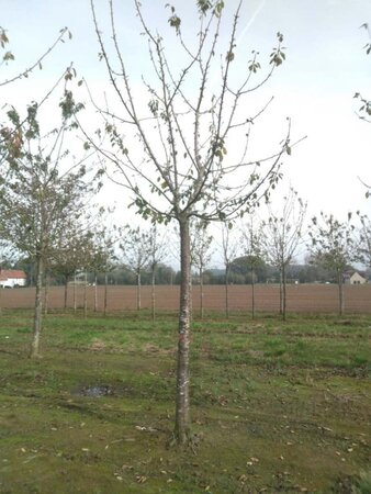 Prunus a. 'Regina' (middel) 35-40 Hoogstam draadkluit 4 X verplant - afbeelding 1