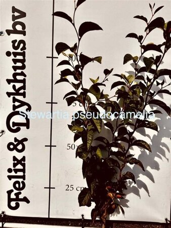 Prunus avium 100-125 cm wortelgoed 2-jarig verplante zaailin - afbeelding 1