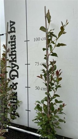 Prunus avium 100-125 cm wortelgoed 2-jarig verplante zaailin - afbeelding 2