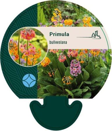 Primula bulleesiana geen maat specificatie 0,55L/P9cm