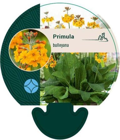 Primula bulleyana geen maat specificatie 0,55L/P9cm