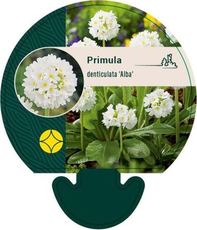 Primula dent. 'Alba' geen maat specificatie 0,55L/P9cm - afbeelding 2