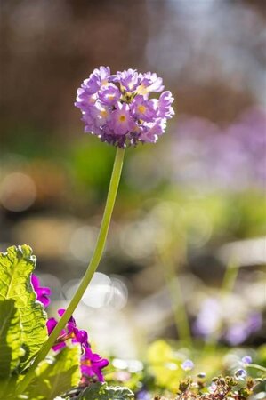 Primula denticulata geen maat specificatie 0,55L/P9cm - afbeelding 3