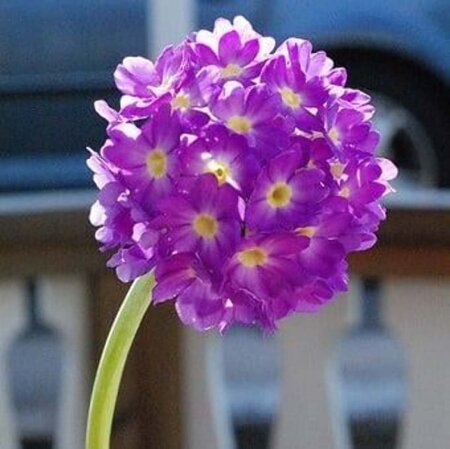 Primula denticulata geen maat specificatie 0,55L/P9cm - afbeelding 8