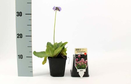 Primula dent. 'Lilac' geen maat specificatie 0,55L/P9cm