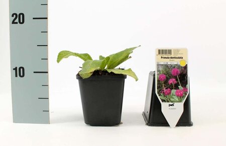 Primula dent. 'Rubin' geen maat specificatie 0,55L/P9cm - afbeelding 3