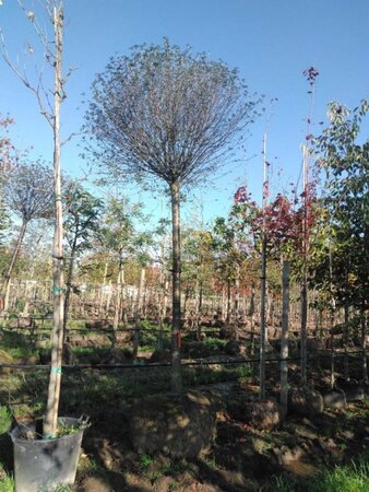 Prunus eminens 'Umbraculifera' 30-35 Hoogstam draadkluit 4 X verplant - afbeelding 1