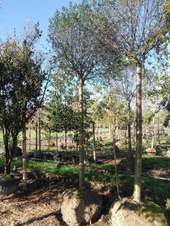 Prunus eminens 'Umbraculifera' 30-35 Hoogstam draadkluit 4 X verplant - afbeelding 3