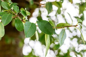 Prunus eminens 'Umbraculifera' 35-40 Hoogstam draadkluit 4 X verplant