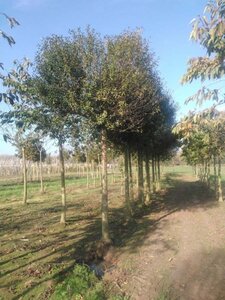 Prunus eminens 'Umbraculifera' 35-40 Hoogstam draadkluit 4 X verplant