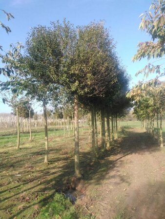 Prunus eminens 'Umbraculifera' 35-40 STA WRB 4 X V