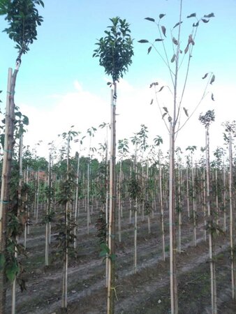 Prunus eminens 'Umbraculifera' 8-10 Hoogstam wortelgoed - afbeelding 1