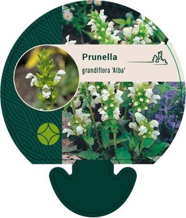 Prunella grand. 'Alba' geen maat specificatie 0,55L/P9cm - afbeelding 1