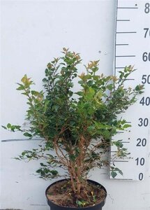 Prunus incisa 'Kojou-no-mai' 40-50 cm cont. 10L - afbeelding 3