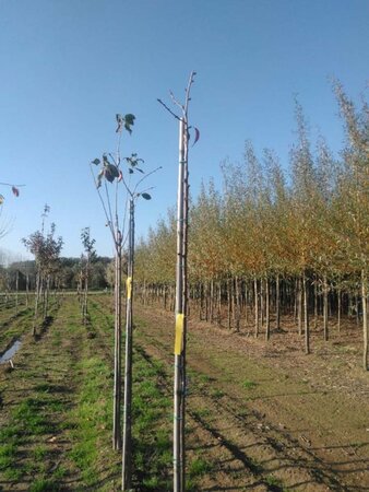 Prunus 'Kiku-shidare-zakura' 6-8 Hoogstam wortelgoed - afbeelding 2