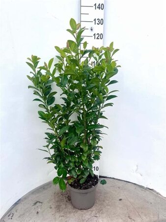 Prunus l. 'Ani' 80-100 cm cont. 5,0L