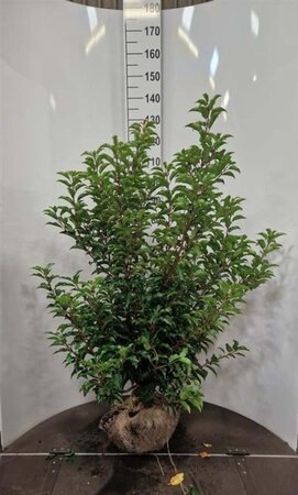 Prunus lusitanica 'Brenelia' 100-125 cm met kluit