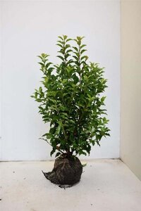 Prunus lusitanica 'Brenelia' 80-100 cm met kluit - afbeelding 2