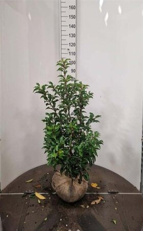 Prunus lusitanica 'Brenelia' 80-100 cm met kluit - afbeelding 1