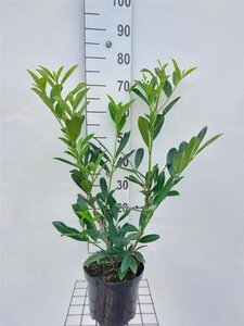 Prunus l. 'Caucasica' 80-100 cm cont. 4,0L - afbeelding 6