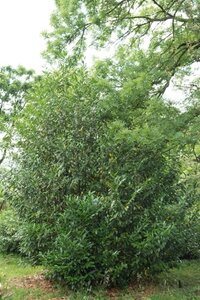 Prunus l. 'Caucasica' 80-100 cm cont. 4,0L - afbeelding 4