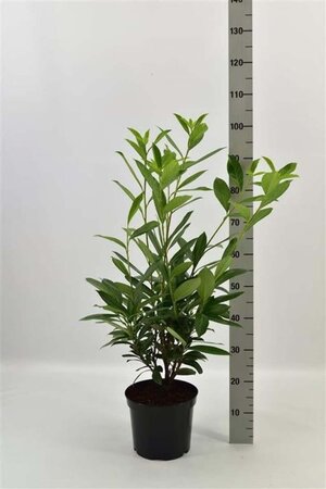 Prunus l. 'Caucasica' 80-100 cm cont. 5,0L - afbeelding 4