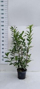 Prunus l. 'Caucasica' 80-100 cm cont. 5,0L - afbeelding 2