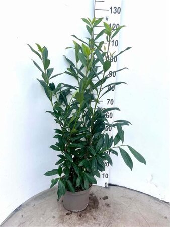 Prunus l. 'Caucasica' 80-100 cm cont. 5,0L - afbeelding 7