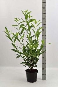 Prunus l. 'Caucasica' 80-100 cm cont. 5,0L - afbeelding 6