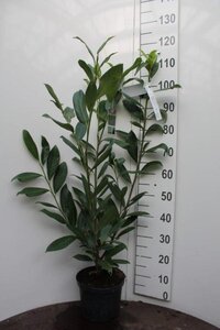 Prunus l. 'Caucasica' 80-100 cm cont. 5,0L - afbeelding 5