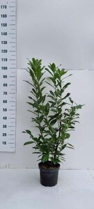 Prunus l. 'Caucasica' 80-100 cm cont. 5,0L - afbeelding 9