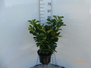 Prunus l. Etna 40-60 cm cont. 5,0L - afbeelding 4