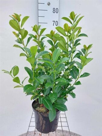 Prunus l. Etna 60-80 cm cont. 4,0L - afbeelding 4