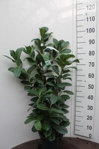 Prunus l. Etna 60-80 cm cont. 5,0L - afbeelding 5