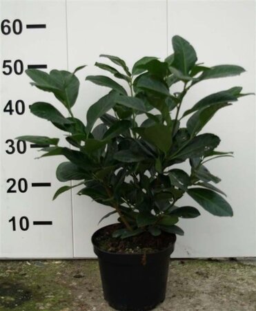 Prunus l. Etna 60-80 cm cont. 5,0L - afbeelding 6