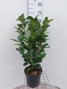 Prunus l. Etna 60-80 cm cont. 5,0L - afbeelding 4