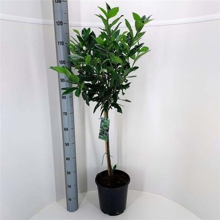 Prunus l. Green Lustre 60 cm stam met kluit