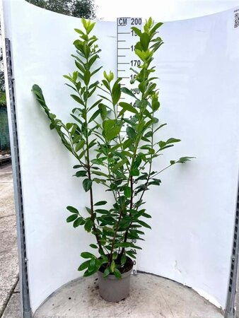 Prunus l. 'Novita' 150-175 cm cont. 10L