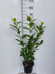 Prunus l. 'Novita' 80-100 cm cont. 4,0L - afbeelding 3