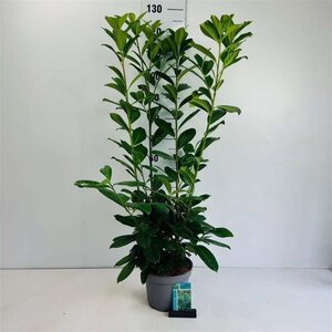 Prunus l. 'Novita' 80-100 cm cont. 5,0L - afbeelding 8