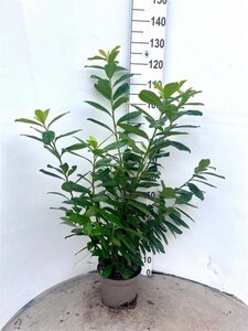 Prunus l. 'Novita' 80-100 cm cont. 5,0L - afbeelding 3