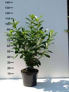 Prunus l. 'Novita' 80-100 cm cont. 5,0L - afbeelding 7