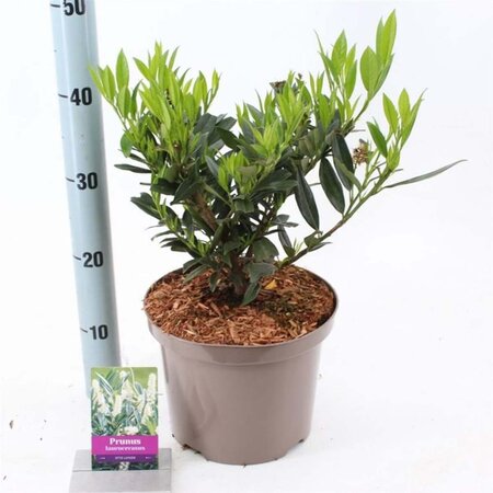 Prunus l. 'Otto Luyken' 30-40 cm cont. 5,0L - afbeelding 3