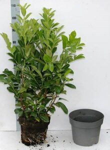 Prunus l. 'Rotundifolia' 80-100 cm cont. 10L - afbeelding 1