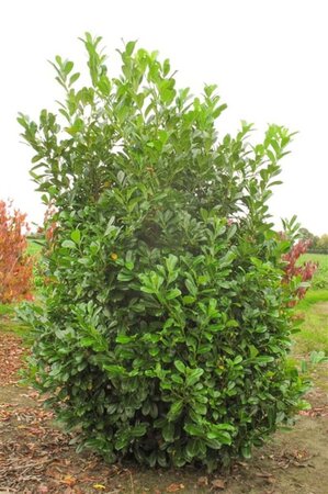 Prunus l. 'Rotundifolia' 80-100 cm cont. 5,0L - afbeelding 13