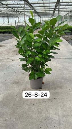 Prunus l. 'Rotundifolia' 80-100 cm cont. 5,0L - afbeelding 3