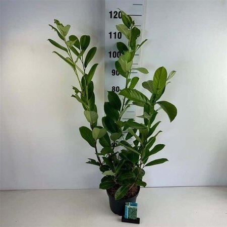 Prunus l. 'Rotundifolia' 80-100 cm cont. 5,0L - afbeelding 17