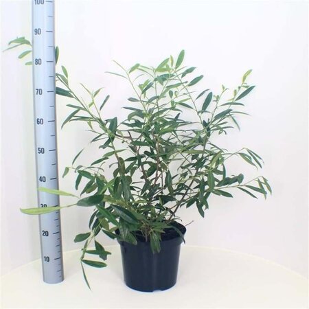 Prunus l. 'Zabeliana' 50-60 cm cont. 7,5L